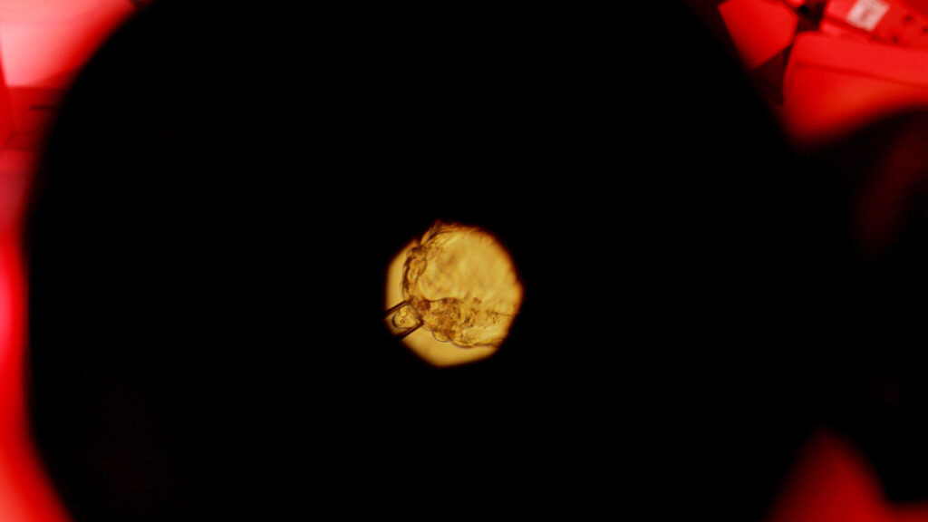 Embryo Editing Progress Rekindles Ethics Fight