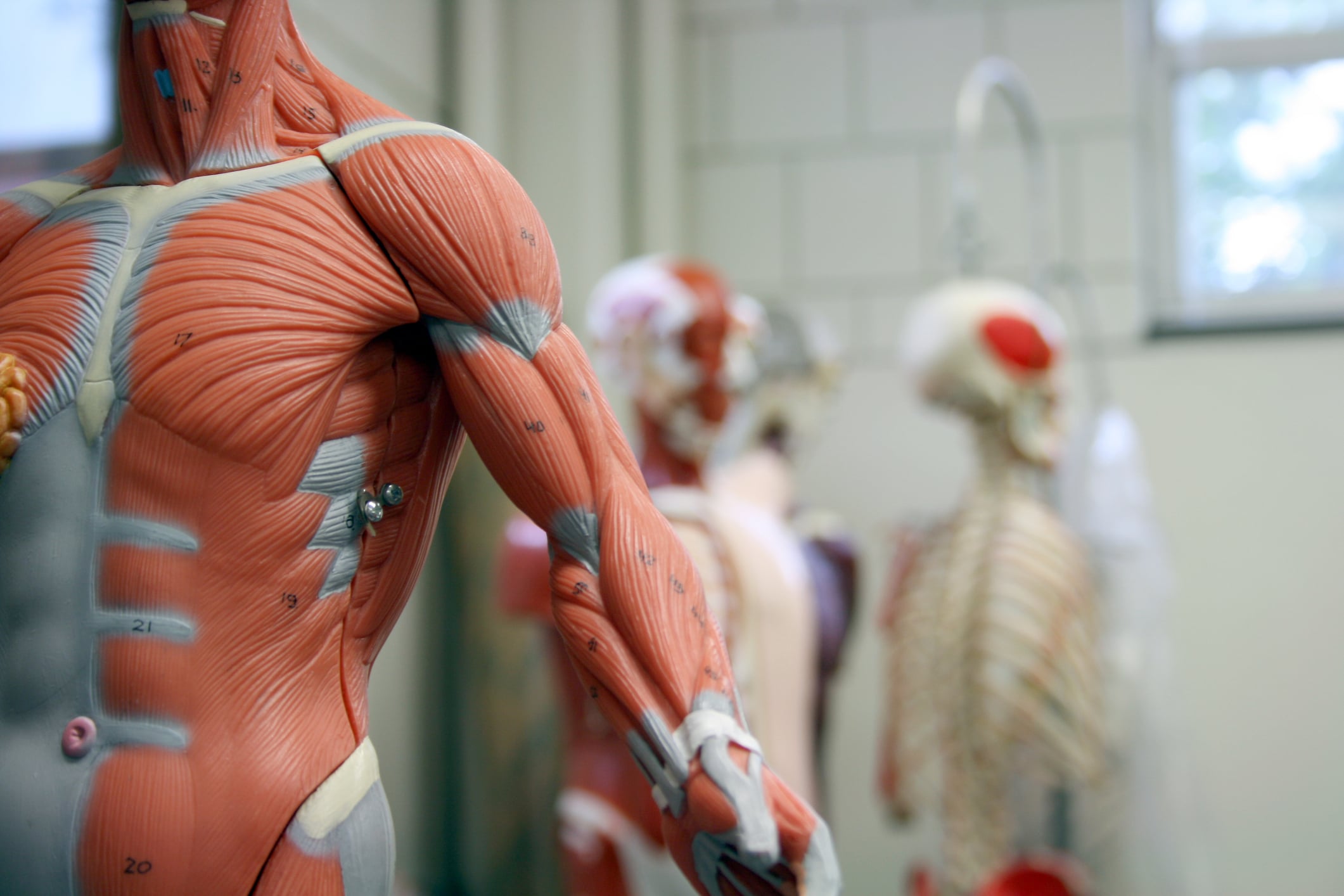 Epicrispr’s Gene Silencer Shows First Muscle Gain Signal in FSHD