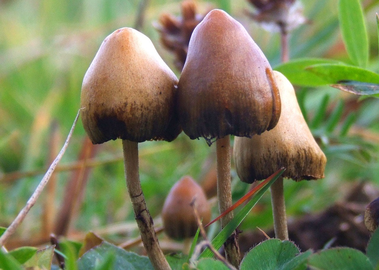 Trump orders FDA to fast-track reviews of psychedelic drugs after lobbying by podcaster